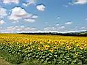 Les champs de tournesols autour du village